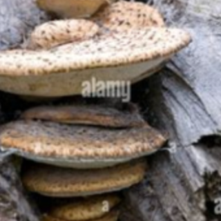 Read Free Book The Tree that Stopped Gro