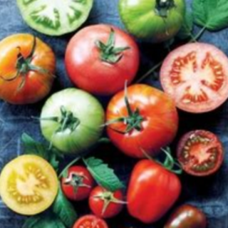 Get Free Book Tomatoes: More than 75 rec