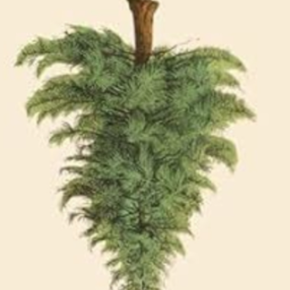 [PDF] Book Download Evergreen: The Trees