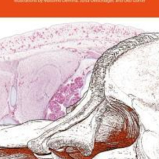 (PDF) Book Free Atlas of the Anatomy of 