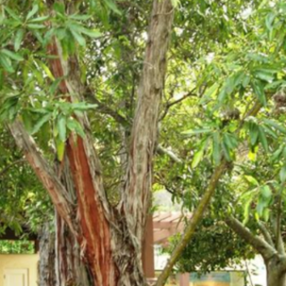 Get (PDFBOOK) Ironwood (Catalina #2) by 