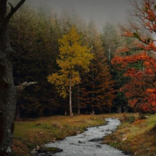 Download (PDF) Book STONE COLD: A Grippi