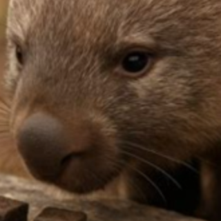 (PDF) Book Download Wombat Poop Is Cube 