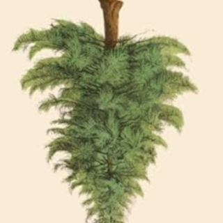 Read Free Book Evergreen: The Trees That