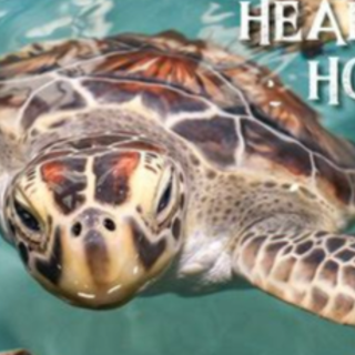 Get Book Turtles Heading Home! by Liza K