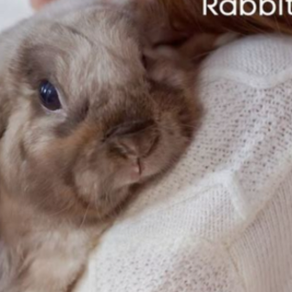 Download [PDF] Book An Absolute Beginner