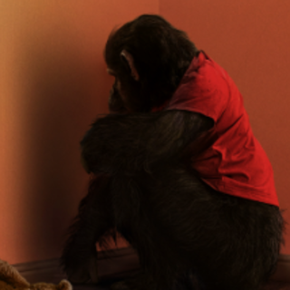 [midiaflix] O Primata FilmeCompleto Dub