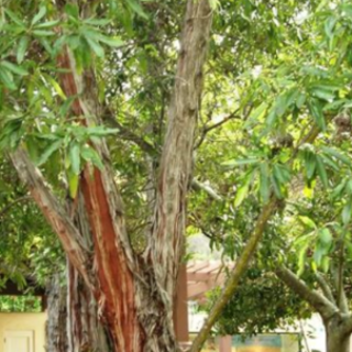 Download (PDF) Book Ironwood (Catalina #