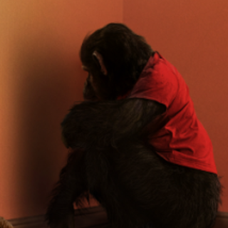 Assistir — Primata Filme completo em PT