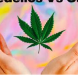 Read PDF Marijuana and Psychedelics in H