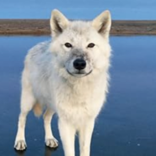 Read Book Frostlines: A Journey Through 