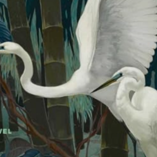 Read Free Book Rosarita by Anita Desai