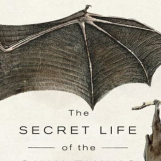 Get (PDFBOOK) The Genius Bat: The Secret