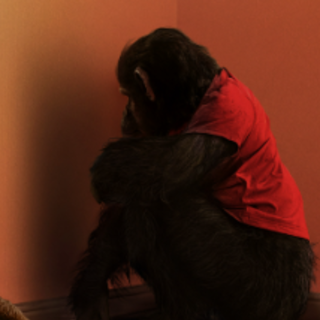 O Primata, Filme completo Dublado PT