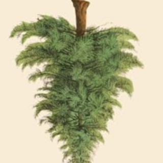 Download Book Evergreen: The Trees That 