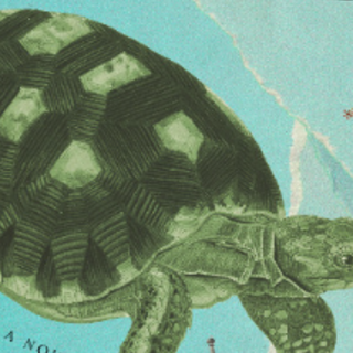 [PDF] The Tortoise's Tale