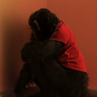 Primata, Filme completo Dublado Portugue