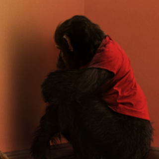 Assistir — O Primata Filme completo